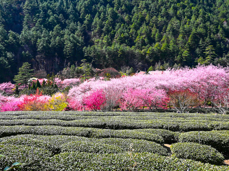 Cherry Blossoms in Taiwan: Best Spots & 2026 Viewing Times