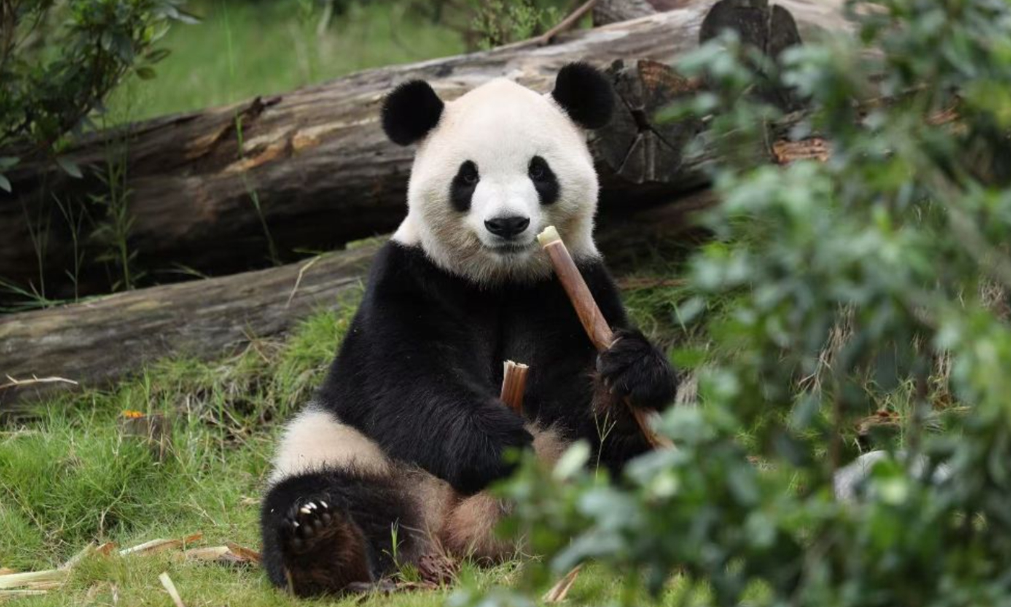 Xi says a pair of pandas will make home at Zoo Atlanta in a few days